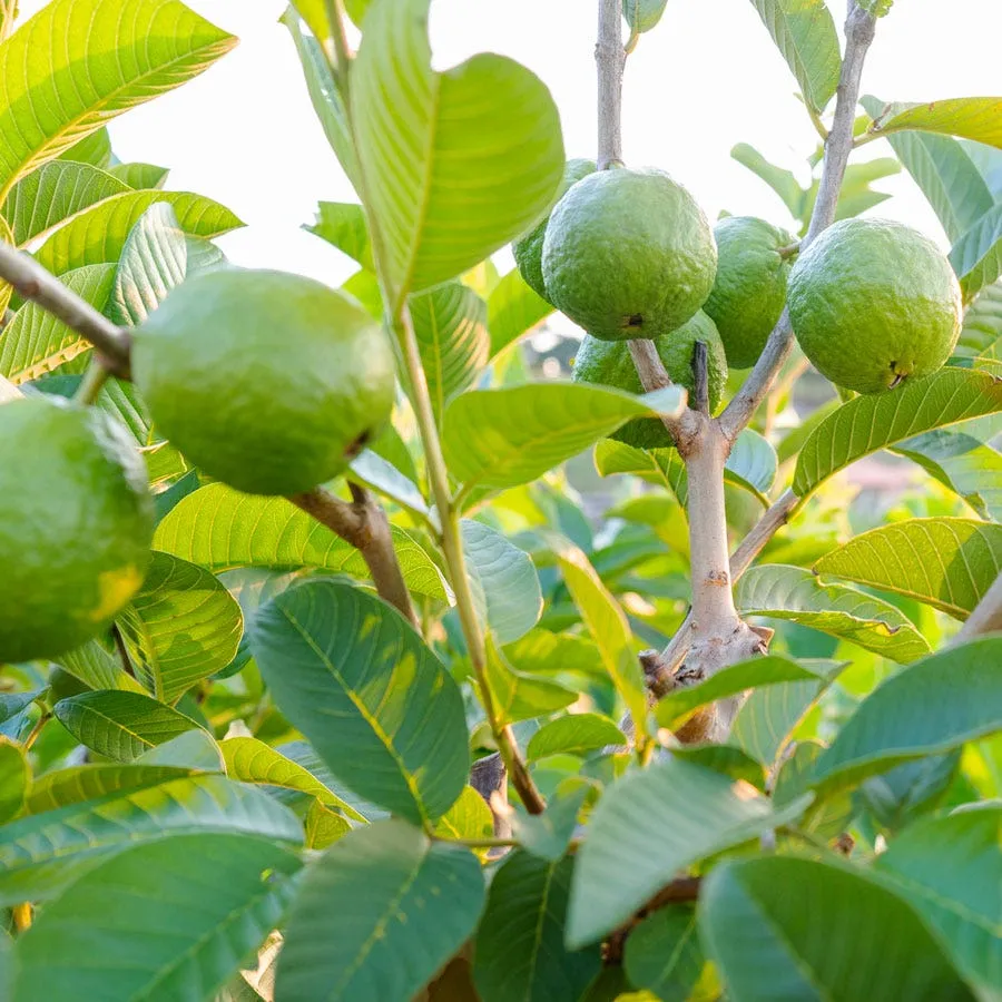 Mature Fruiting Guava Tree in Sack
